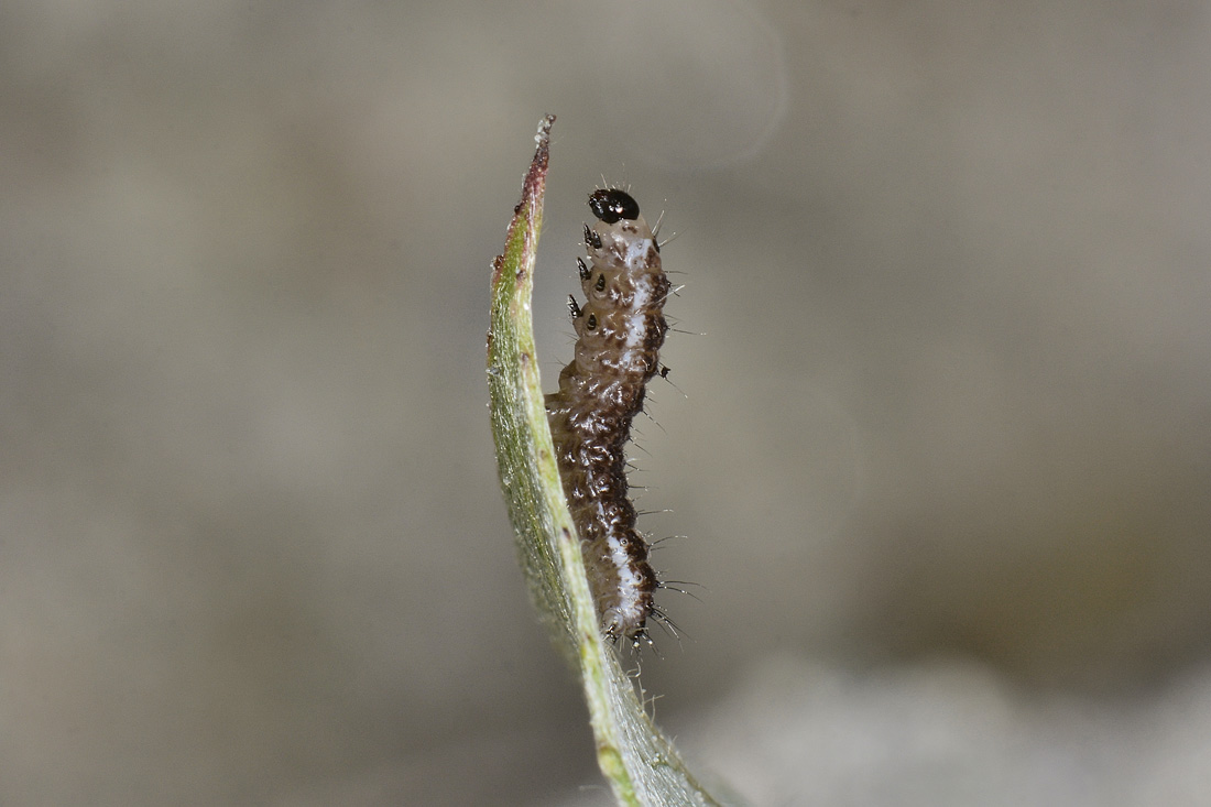 Bruchino tessitore.